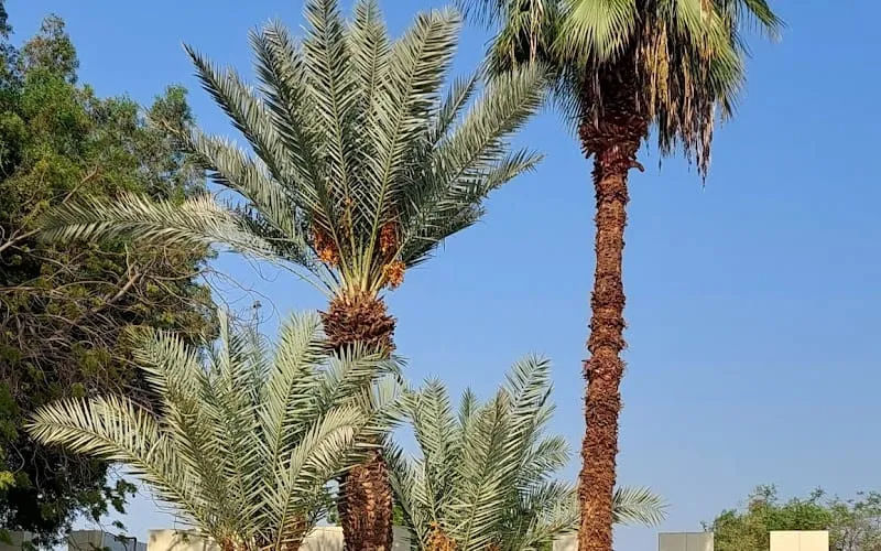 Deutsche Internationale Schule Jeddah — عالمية school in Jeddah, Saudi Arabia